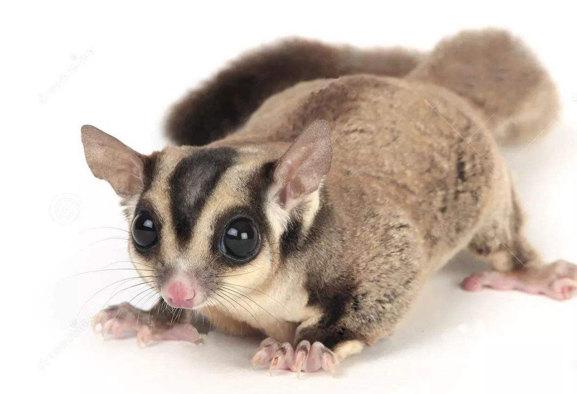 寒号鸟科普视频,寒号鸟和老鼠的区别