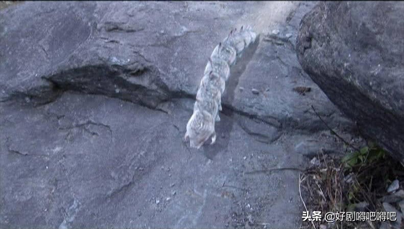 金庸小说中的“六大逆天毒药”，情花毒排第三，最厉害的是它