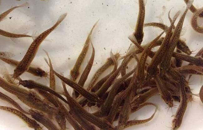 泥鳅养殖饲料转化率,泥鳅养殖产品优势