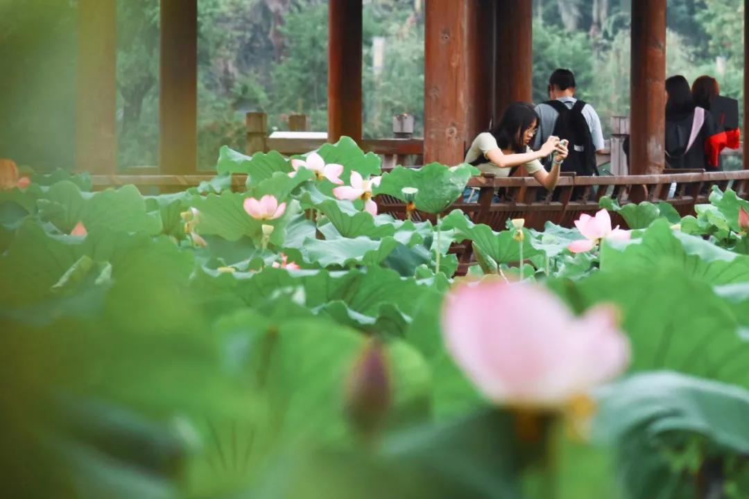 观福建农林大学的荷！赏尽一池清趣