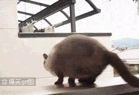 猫咪的胡须有什么作用一年级,猫咪的胡须有什么用