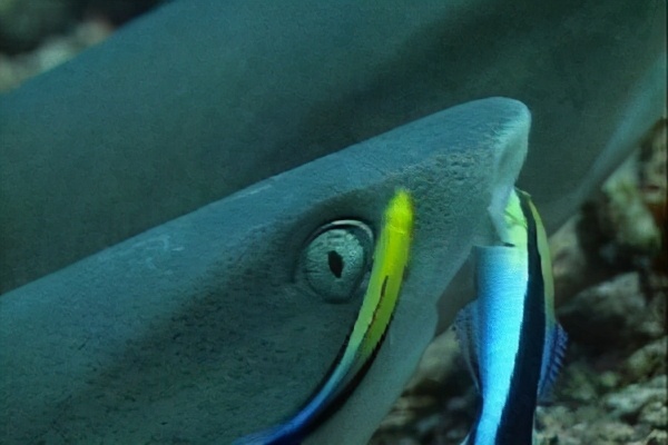 清洁鱼最大能养到多大,清洁鱼生命力有多强