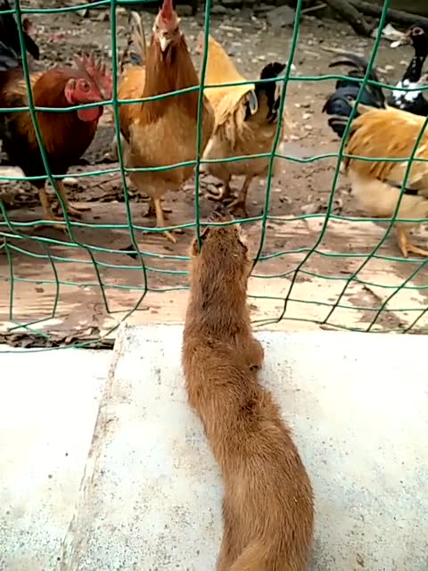 农村风俗衡东县白事,农村习俗监利