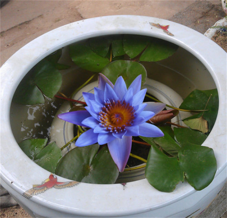 睡莲的特点简单明了,睡莲怎么全开