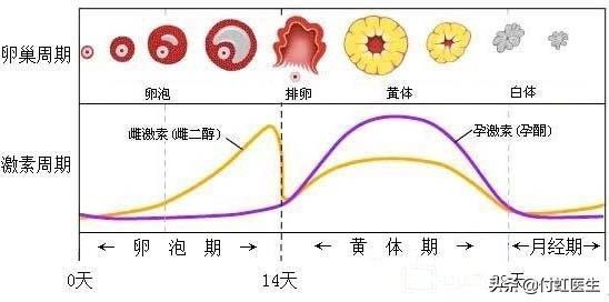 #健康真相馆#妇科急诊：月经推迟却不是怀孕？
