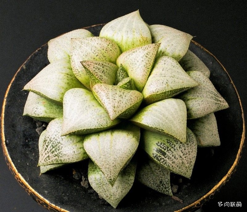 多肉玉露寿的品种图鉴,日本十大耐阴多肉