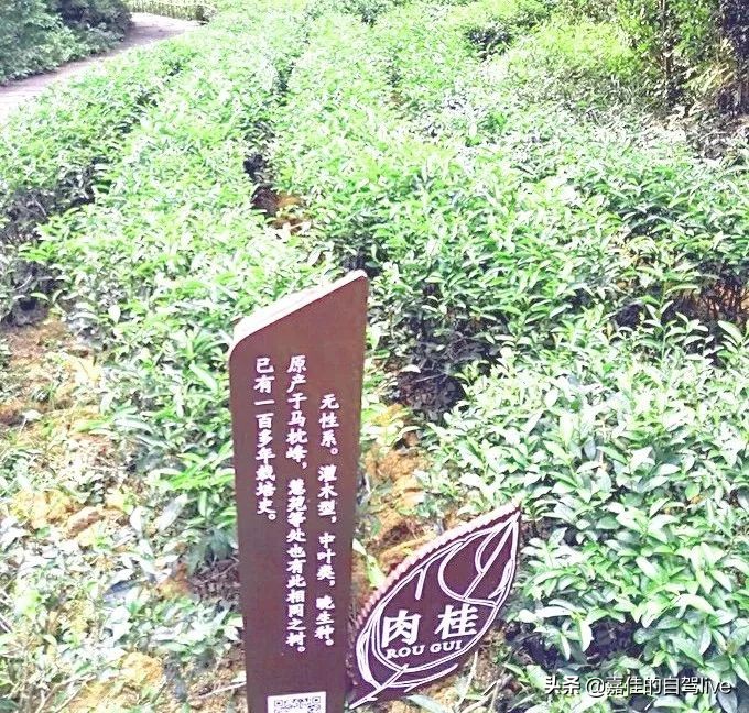 泉州到武夷山两日游攻略价格,武夷山报团两日游费用多少钱