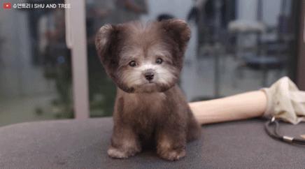 tony老师高阶换头术,90后tony老师换头术