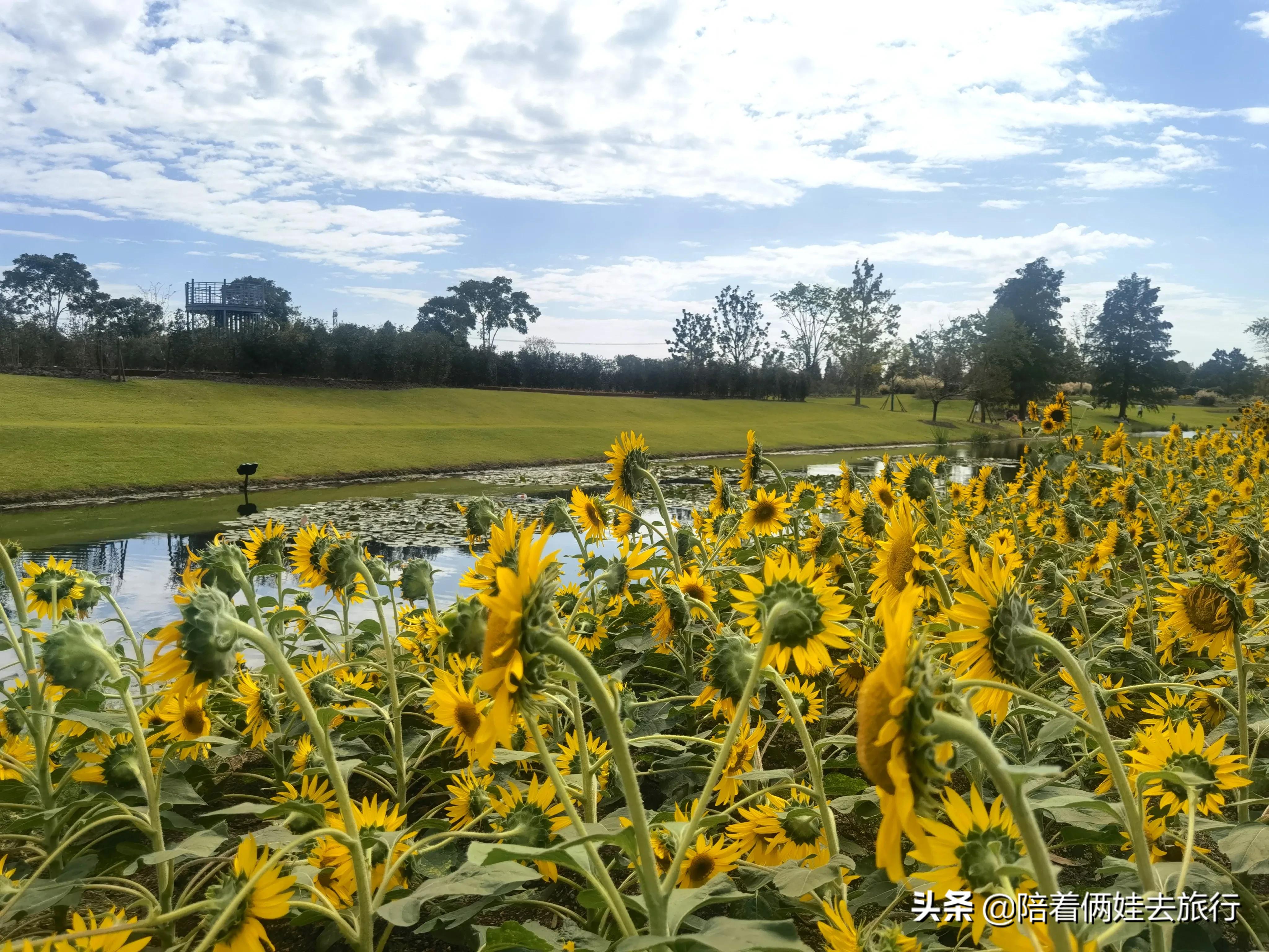 上海辰山植物园矿坑花园,辰山植物园矿坑花园修好了吗