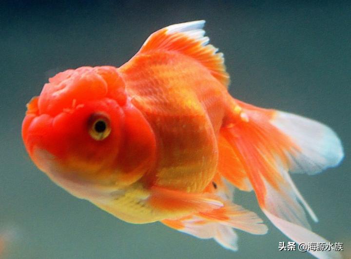 有哪些适合新手饲养的观赏鱼,推荐几款适合新手饲养的观赏鱼