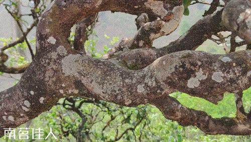 冰岛五寨糯五价格,冰岛五寨谁最有性价比