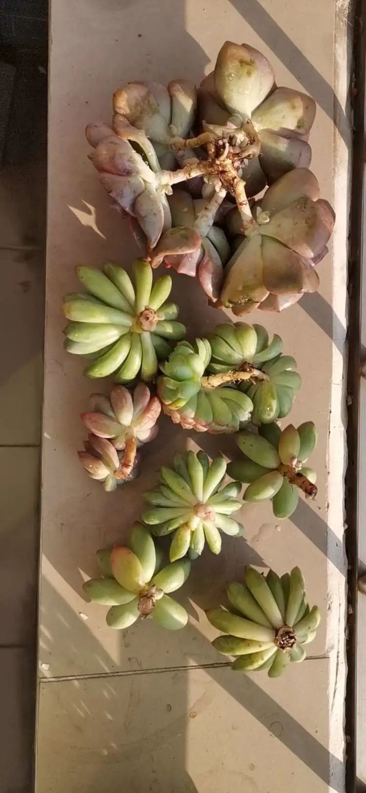 养多肉植物修身养性,多肉的习性和日常养护方法