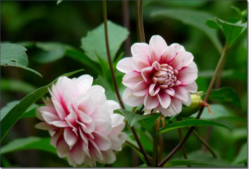 养护大丽花的技巧,小型大丽花怎么养