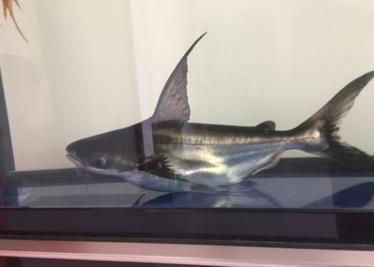 喂鱼用的饲料鱼是吃多少买多少,还是直接一次性多买点放鱼缸呢?