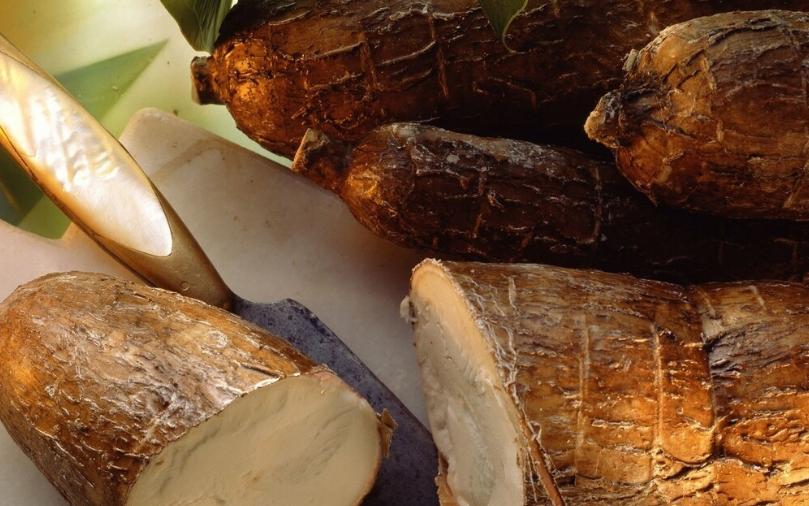 巴西的有毒植物,巴西有毒的东西