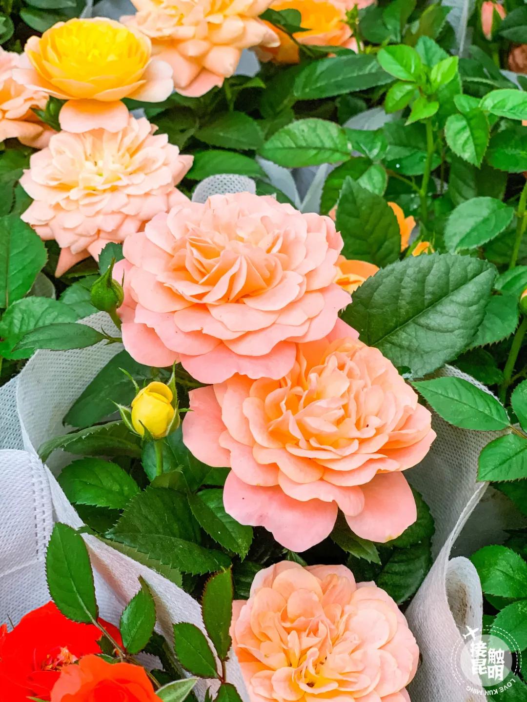 昆明鲜花进货渠道,昆明尚义花市