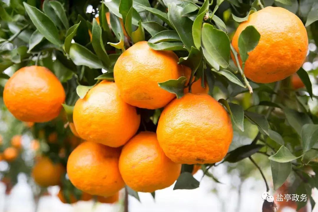 盐亭40年的样子,40年翻天覆地的巨变