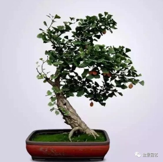 有哪些经典盆景树种,最值得收藏的六种盆景树种是哪些