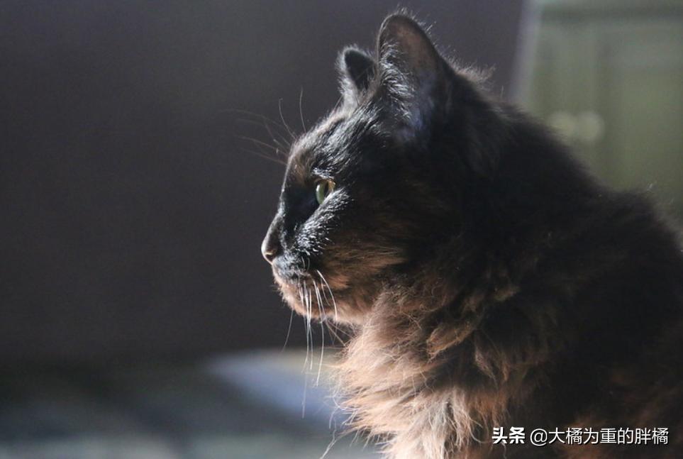 天冷了猫咪也要存肉御寒了,冬天猫咪怕冷吗该怎么给猫咪保暖