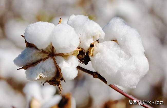 棉花缺硼,棉花缺氮的症状和治疗方法