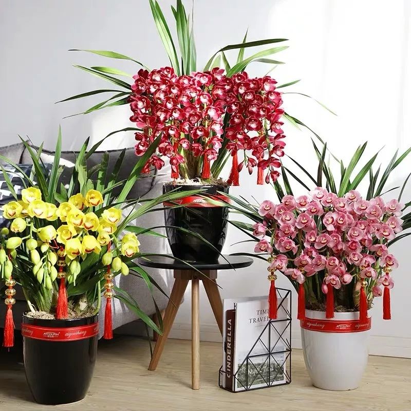 好养的兰花既高贵又漂亮惹人喜欢,哪种兰花最好养四季开花又很香