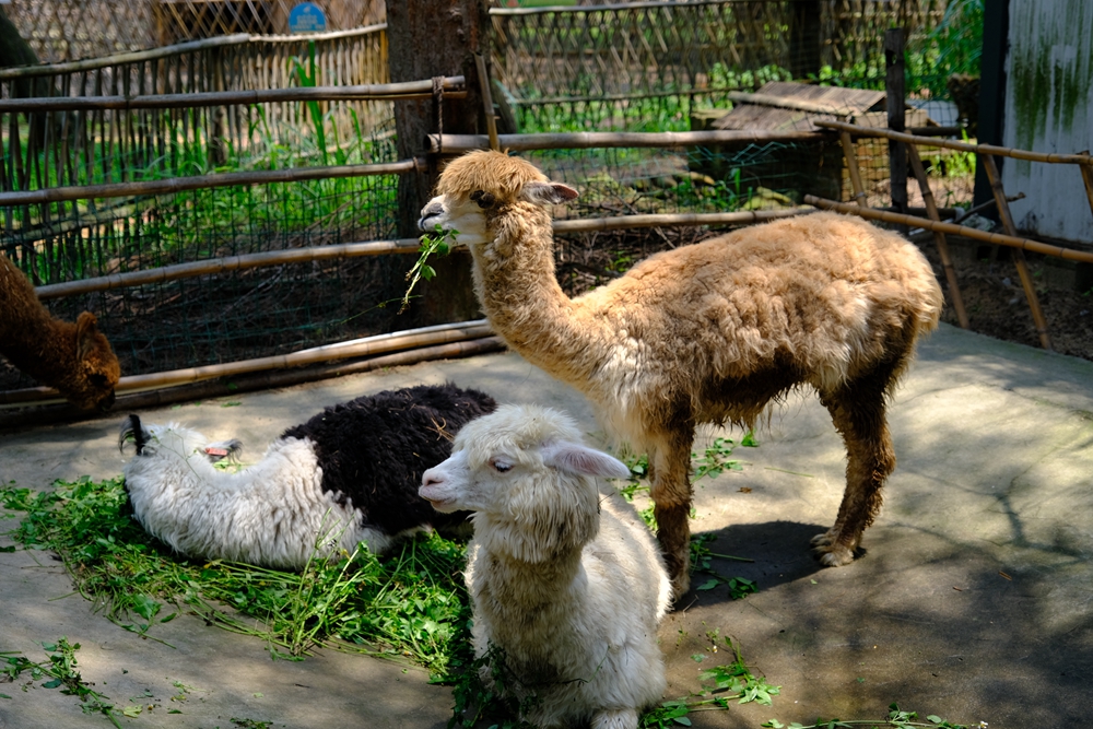 福建六鳌翡翠湾醉美沙滩,六鳌翡翠湾海滩