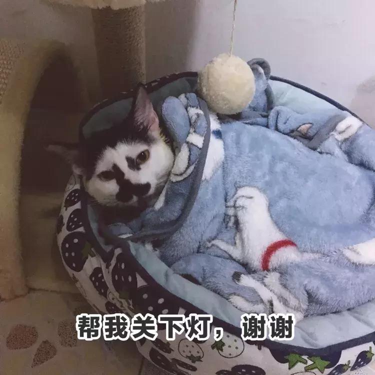 猫抓伤破皮没出血用打狂犬病针吗,潜伏期的猫抓伤人会导致狂犬病吗