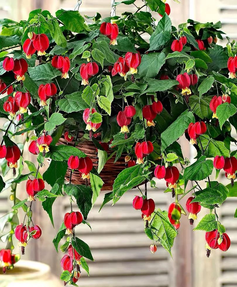 适合新手养的灯笼花,灯笼花用什么花盆栽最好