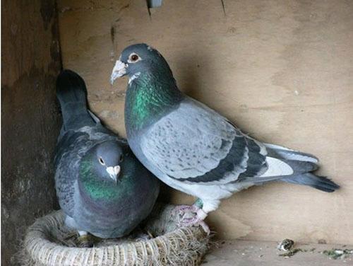 信鸽死精蛋多,赛鸽死了环值钱么