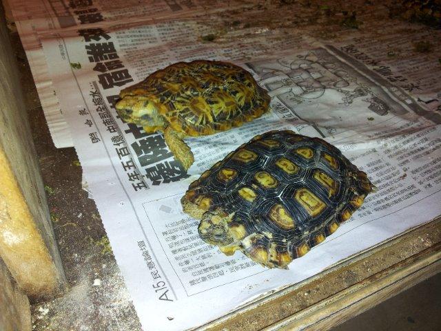 高背陆龟乌龟,饼干陆龟幼龟