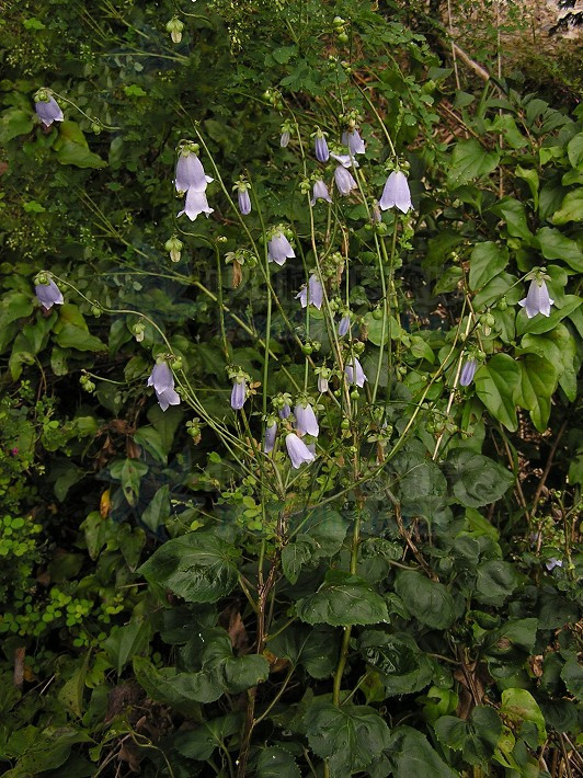 荠苨功效与作用,荠苨又叫什么药