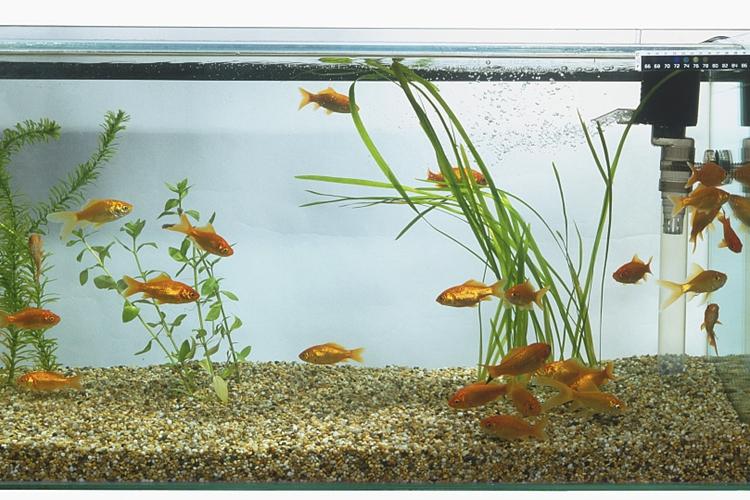 鱼缸用了几年了如何彻底清理一下,鱼缸用久缸壁变浑浊了怎么清理