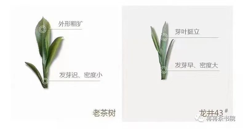 西湖龙井的文化故事,龙井问茶杭州西湖