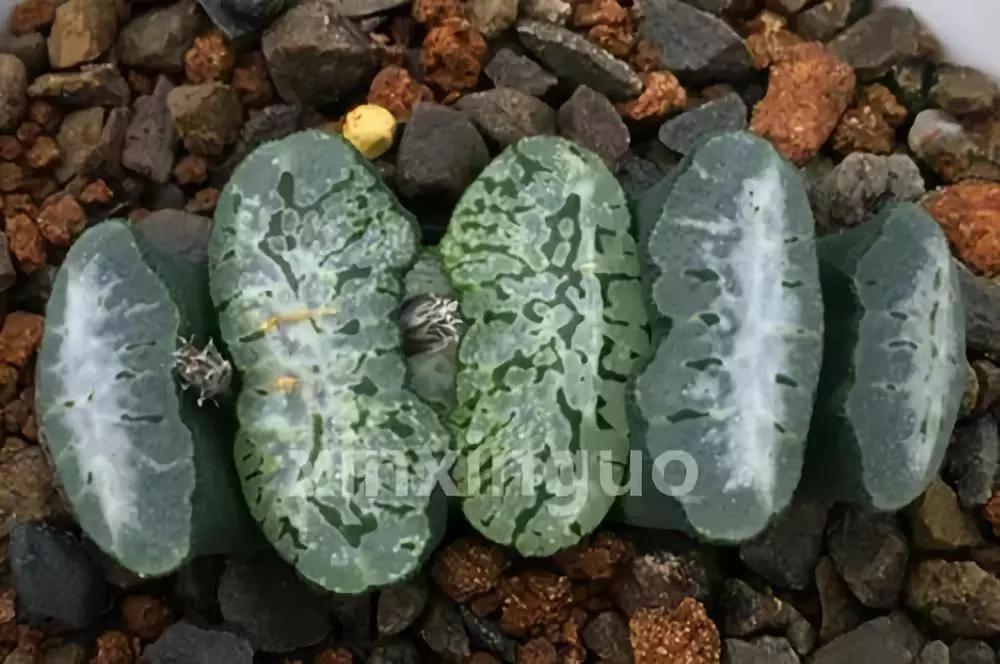 郭氏---台湾行之李瑞斌大棚及布楚礼多肉植物园游记