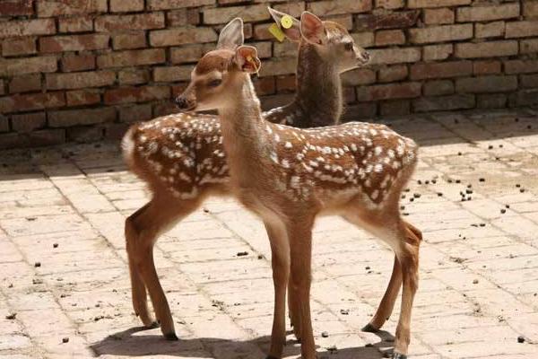 梅花鹿养殖现在怎么样,养殖梅花鹿前景和风险