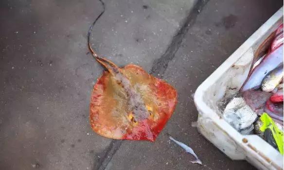 海捕常见海鱼,东海海鱼图片和名称大全