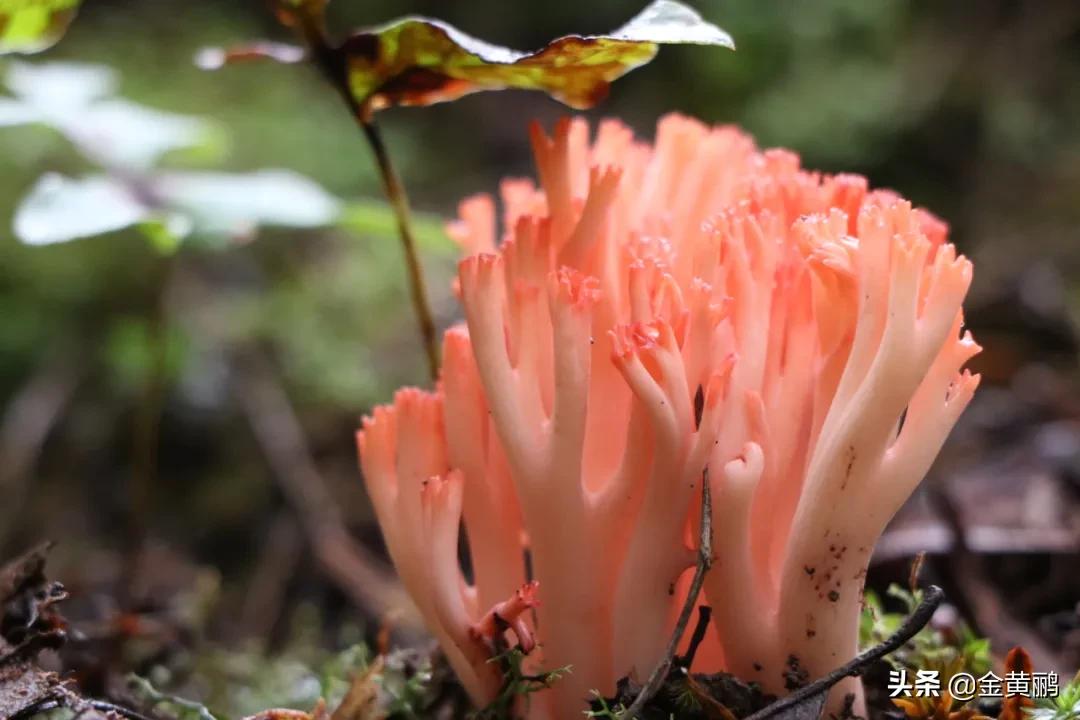 为什么云南女人长相好看,云南真的很漂亮吗