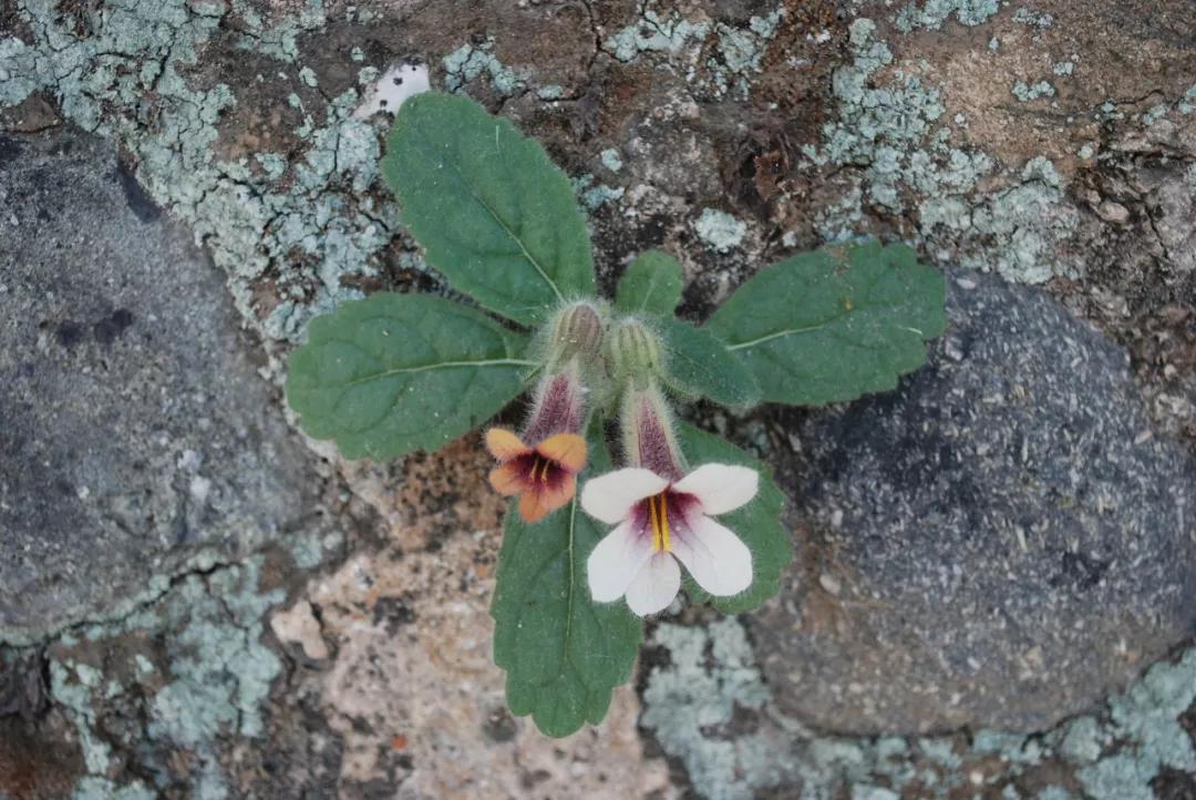 冬天常见中药植物图片及功效,花期长的草本植物图片
