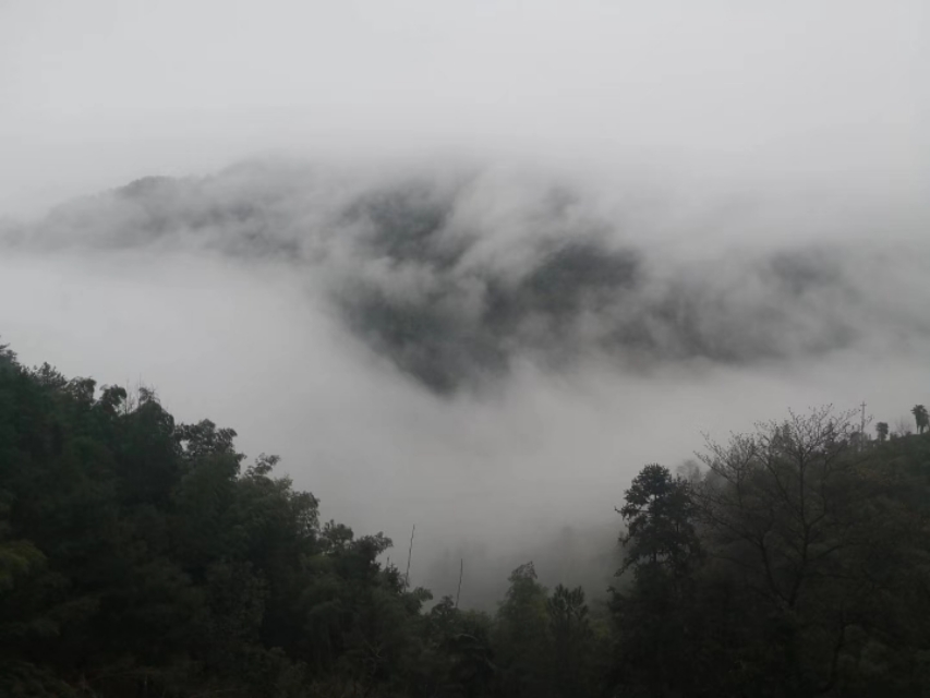 黄山毛峰的了解,了解黄山毛峰