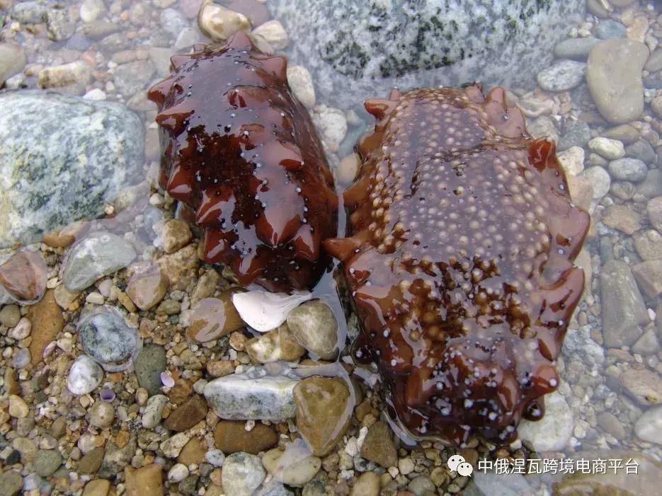 俄罗斯北极参和海参有什么区别,如何分辨俄罗斯海参或大连参
