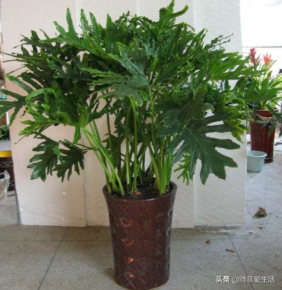 好养又寓意好的室内花,室内好养的对身体好花有几种