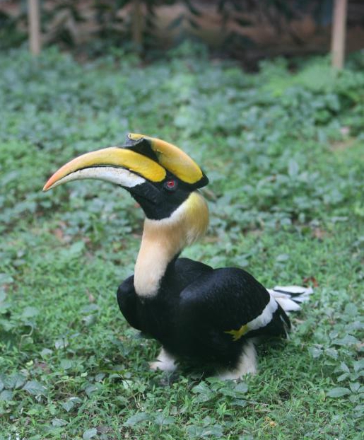 双角犀鸟的爱情,双角犀鸟恋爱