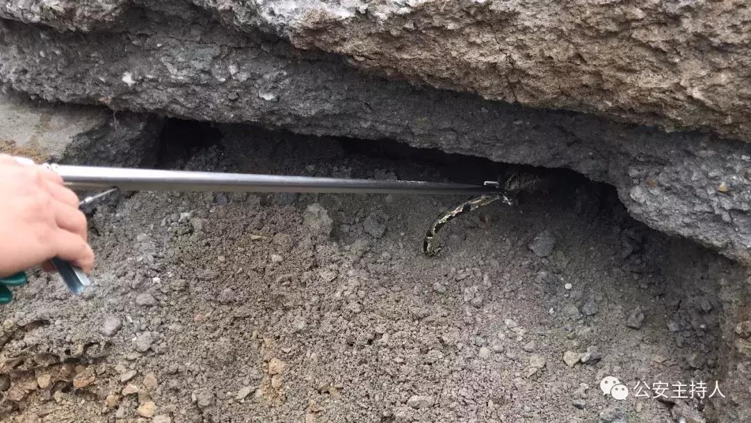 工地挖机挖出一条巨蟒,挖掘机挖大蟒蛇的视频