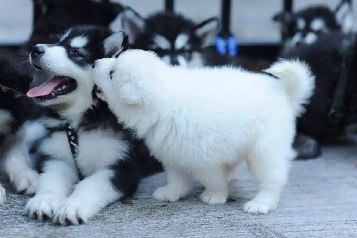 狗可以吃牛磺酸猫粮不,狗吃猫粮牛磺酸中毒