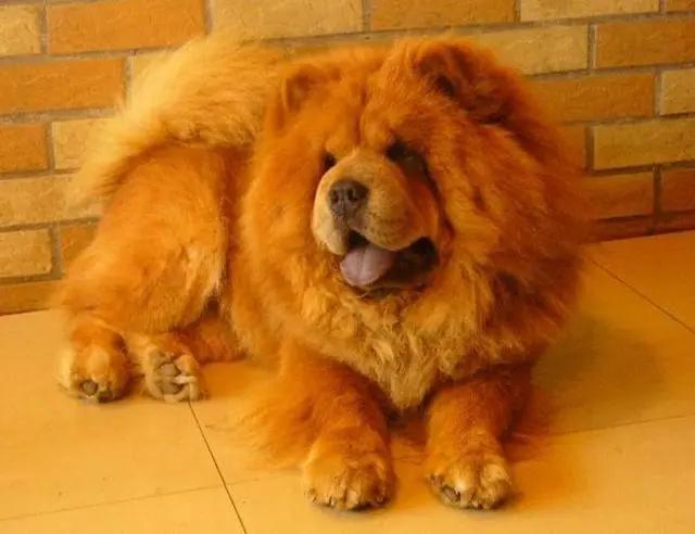 什么狗最聪明最忠诚最便宜,什么狗最聪明最忠诚智商高