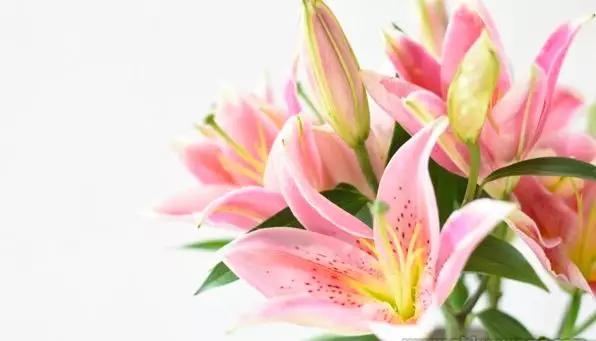 书桌植物摆放风水禁忌,千万不要在家里摆放这些植物