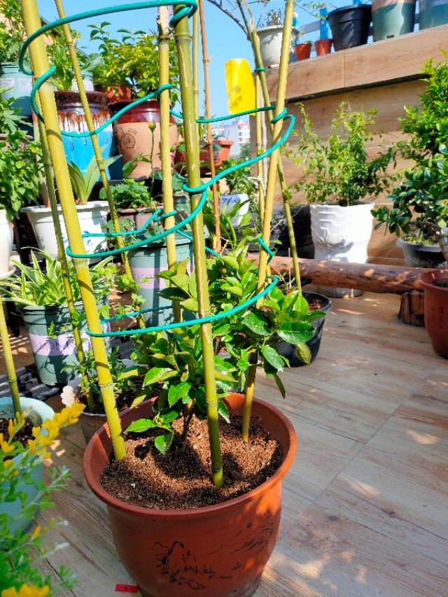 自制花架省钱又漂亮,自制花架全部教程