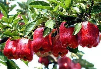 苹果的味道,苹果的味道天才在左疯子在右