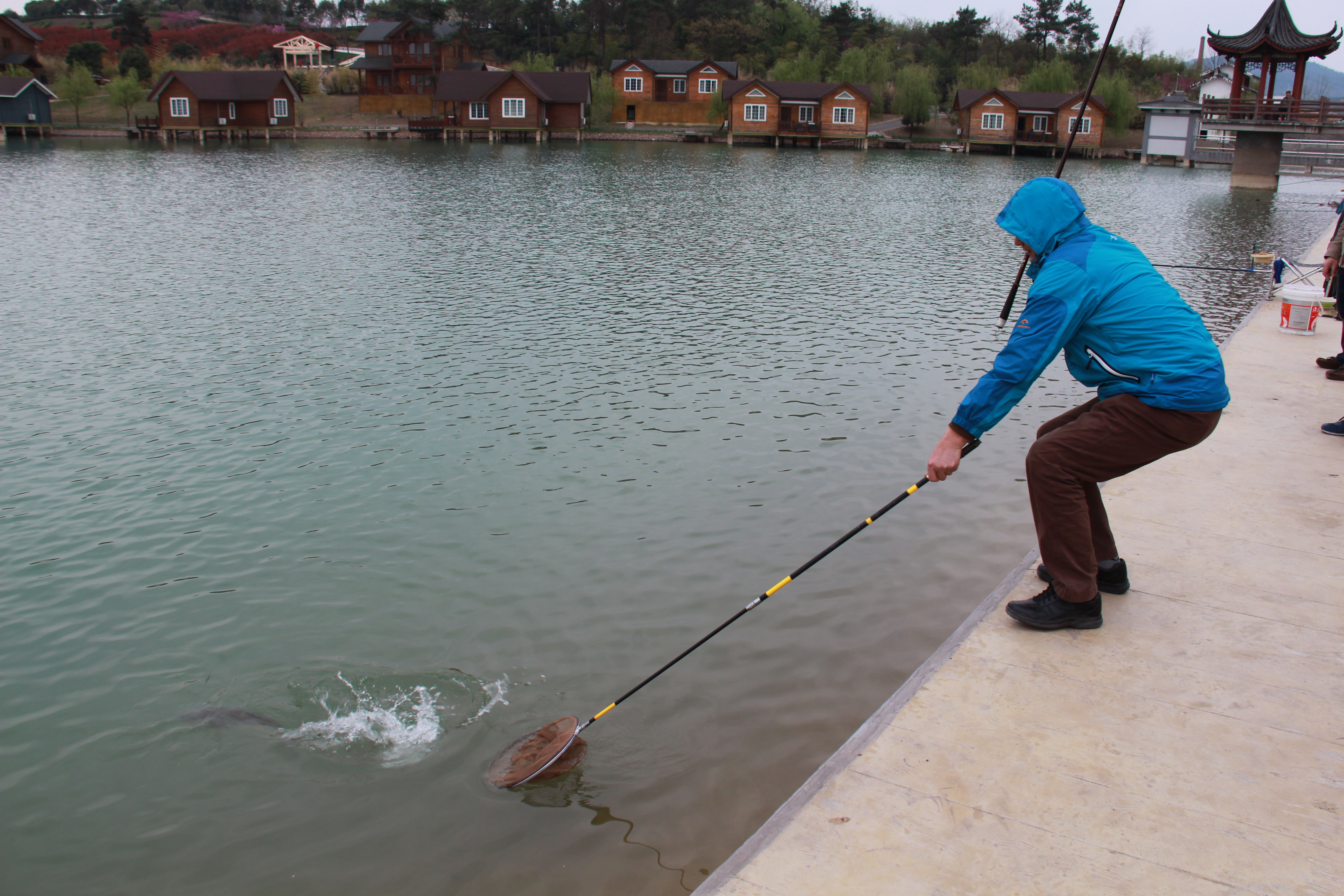 钓草鱼的黄金季,钓鲢鳙鱼的黄金季节