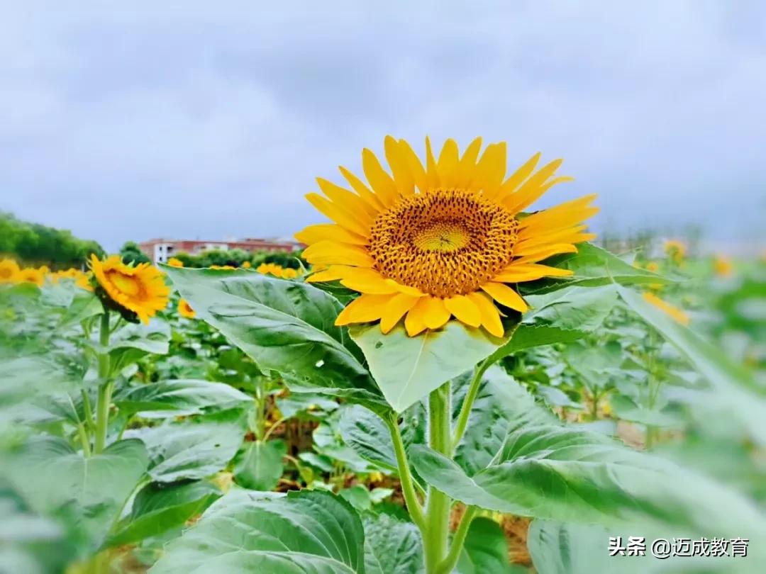 专转本院校介绍之|扬州大学